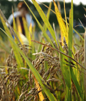 220種類の古代米種籾の普及活動も行っている