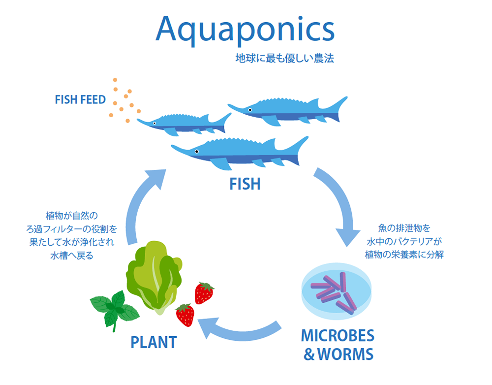 キャビアとイチゴが同時に育てられる 水耕栽培 水産養殖のハイブリッドビジネス 起業 会社設立ならドリームゲート